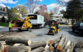 How Our Tree Care Process Works  in  Zumbrota, MN