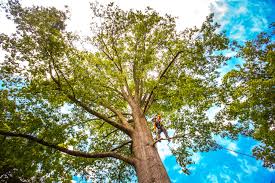 Best Tree and Shrub Care  in Zumbrota, MN