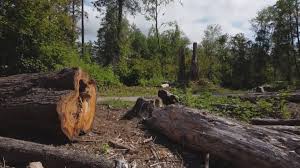 Best Tree Preservation Services  in Zumbrota, MN