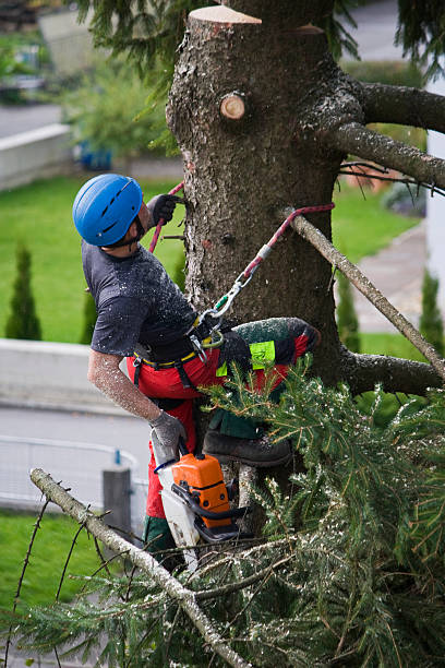 Best Lawn Pest Prevention  in Zumbrota, MN