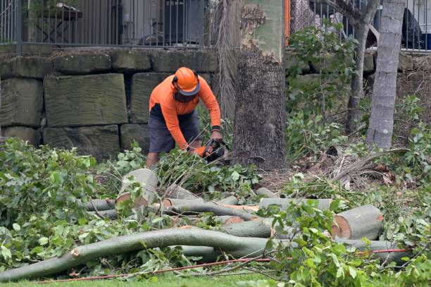 Professional Tree Removal in Zumbrota, MN