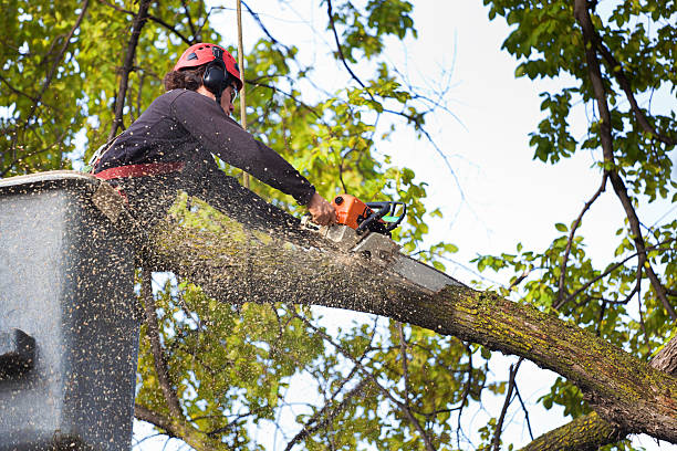 Best Hazardous Tree Removal  in Zumbrota, MN